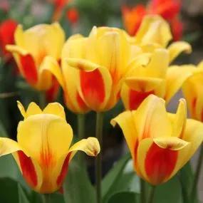 Stresa Tulip (Tulipa Stresa) Img 1